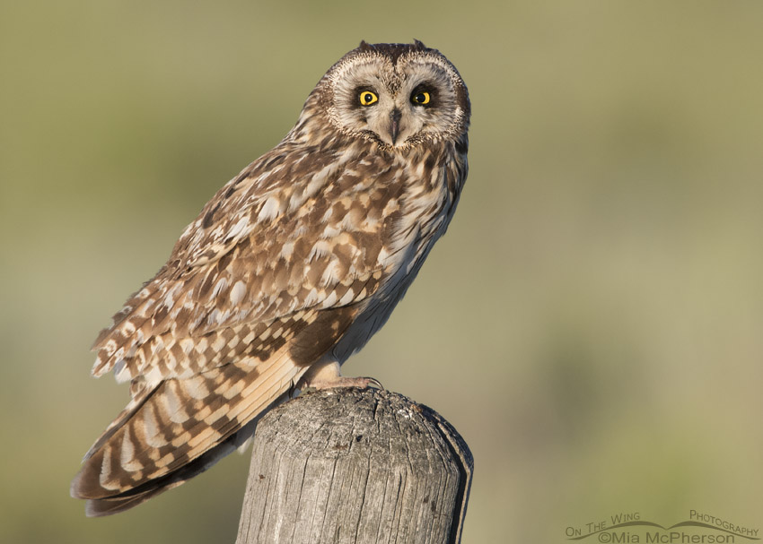 Short-eared Owl with an eye issue in morning light