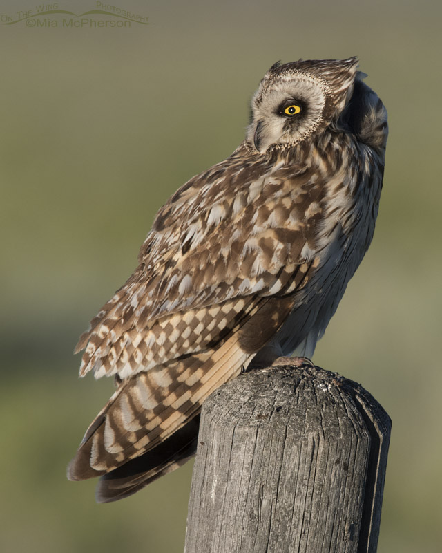Wind blown Short-eared Owl