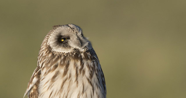 Adult male Short-eared Owl looking up