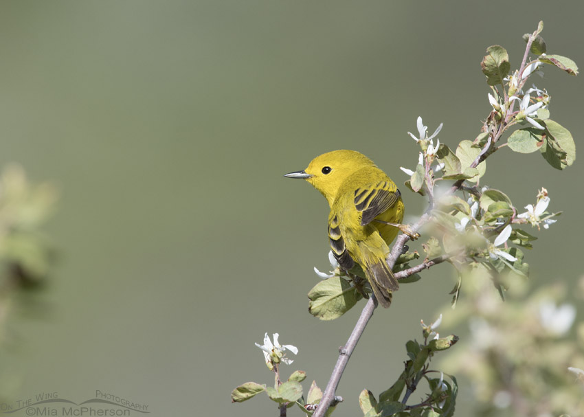 Yellow Warbler about to take flight, Wasatch Mountains, Morgan County, Utah