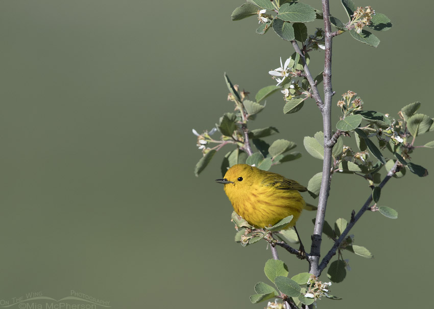 Male Yellow Warbler on a flowering shrub, Wasatch Mountains, Morgan County, Utah