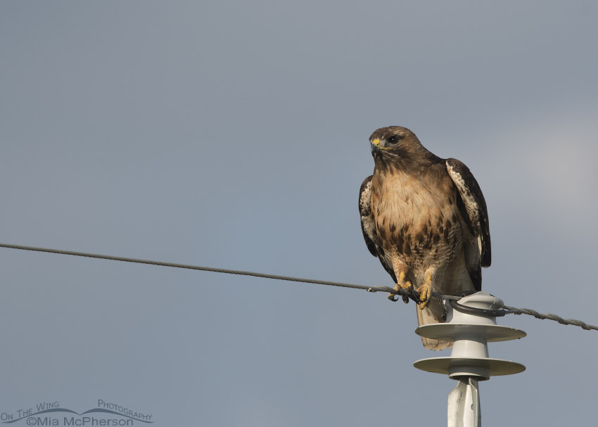 Red-tailed Hawk balancing on a wire
