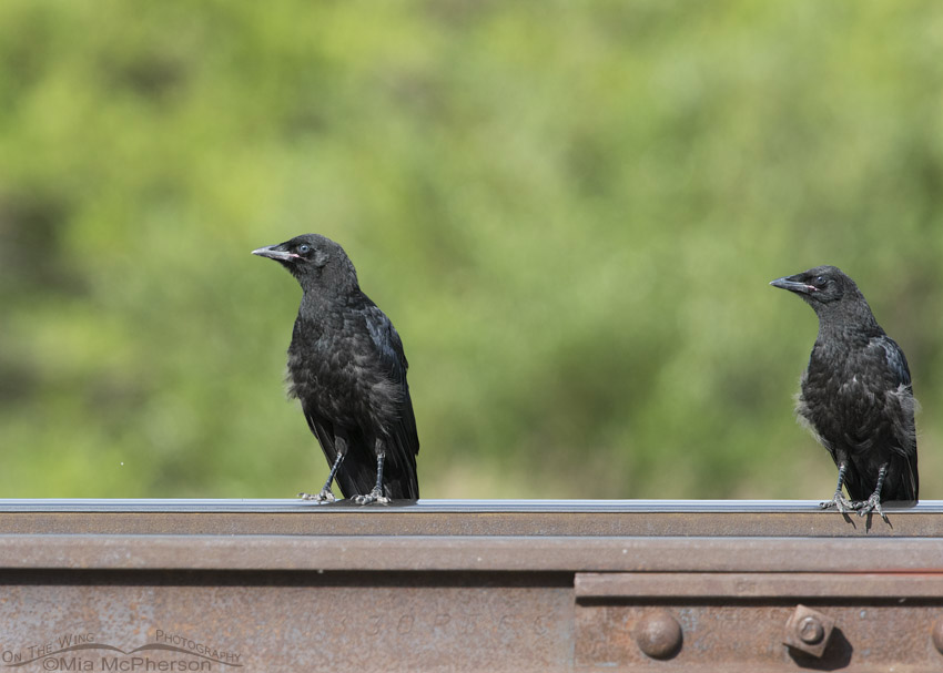 American Crow fledglings on rails, Clark County, Idaho