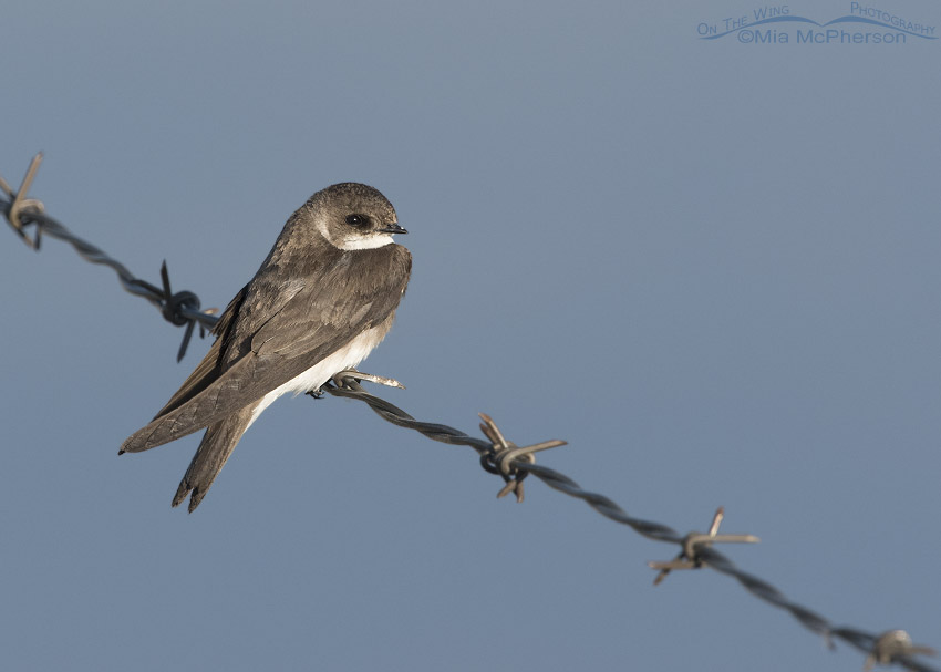 Bank Swallow Images