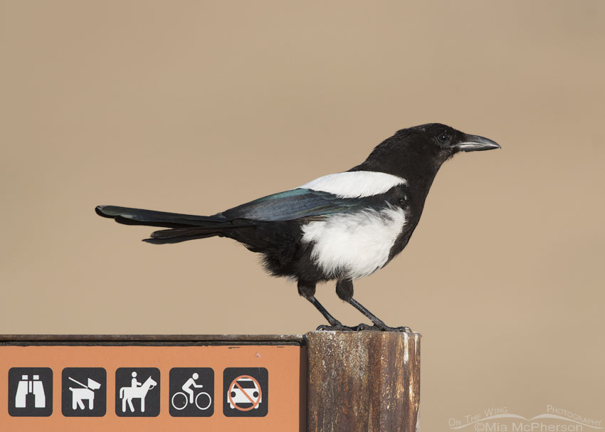 Black-billed Magpie juvenile perched on an informational sign