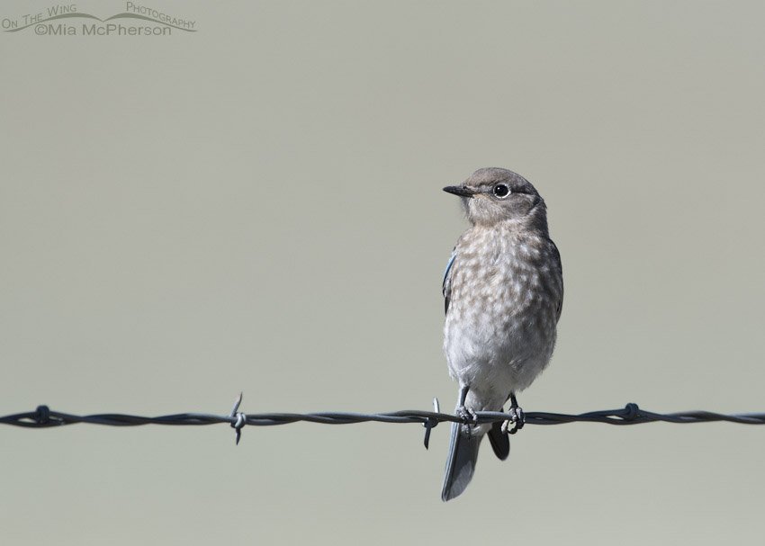 First of the Year Mountain Bluebird juvenile