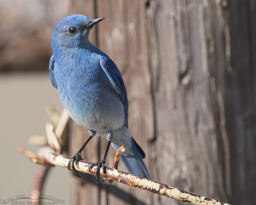Male Mountain Bluebird on a ranch gate