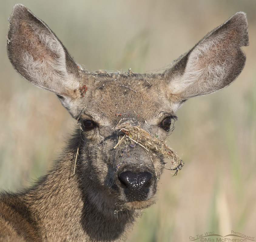 Mule Deer doe with spiderwebs and a spider on her face