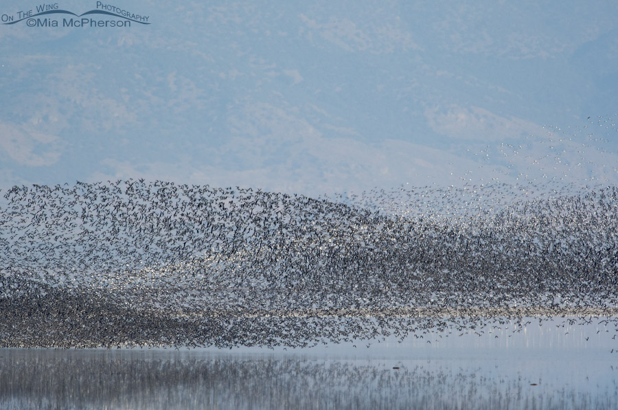 Thousands of Wilson's Phalaropes over the Great Salt Lake