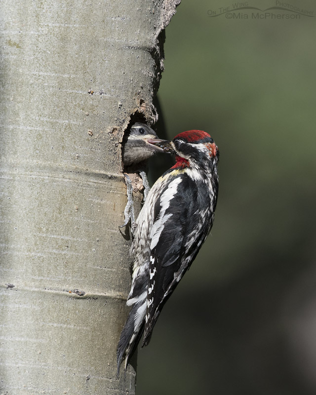 Adult Red-naped Sapsucker feeding its chick