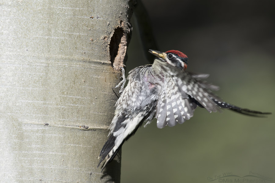 Red-naped Sapsucker landing at the nesting cavity with prey
