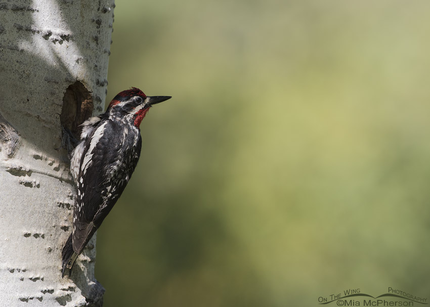 Red-naped Sapsucker in the Uintas, Uinta National Forest, Summit County, Utah