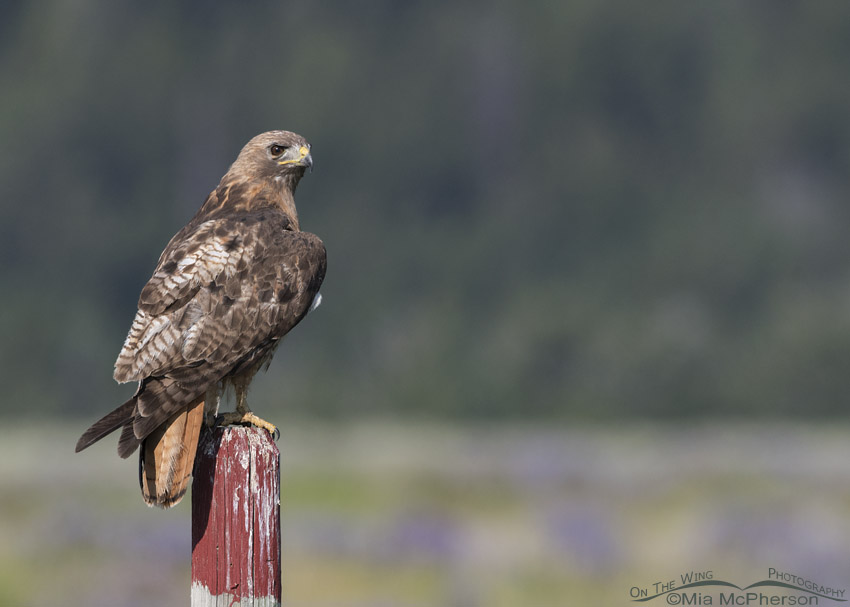 Red-tailed Hawk adult on a fence post painted red