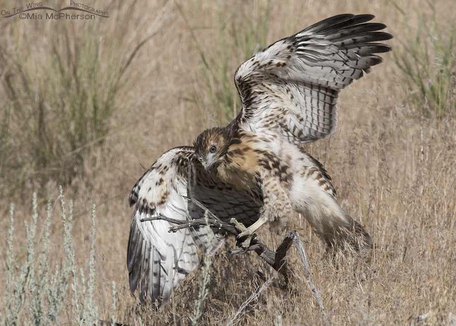 Red-tailed Hawk fledgling getting its balance