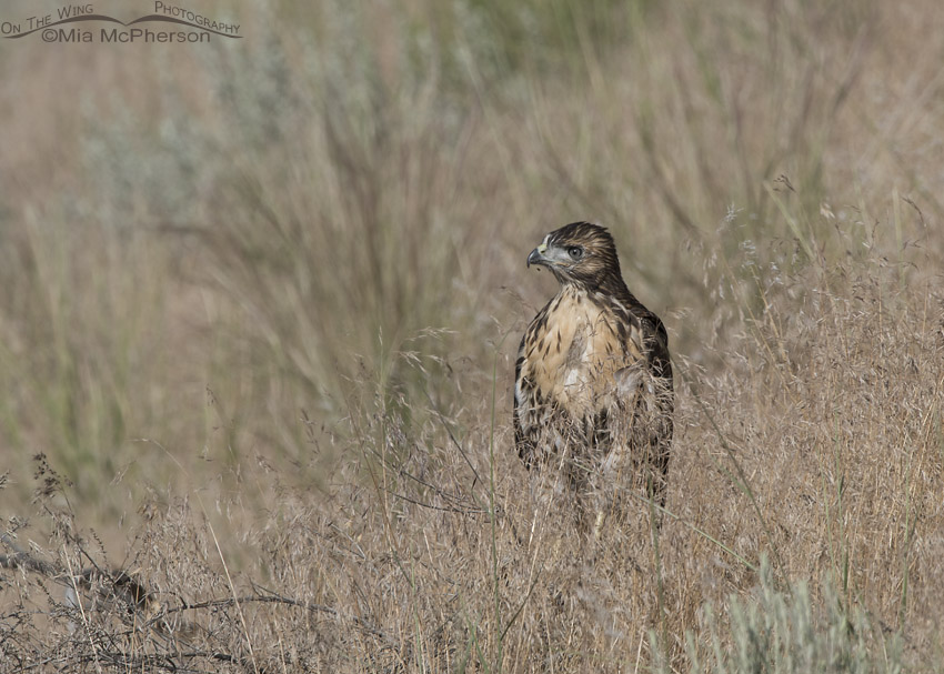 Fledgling Red-tailed Hawk in the grasses