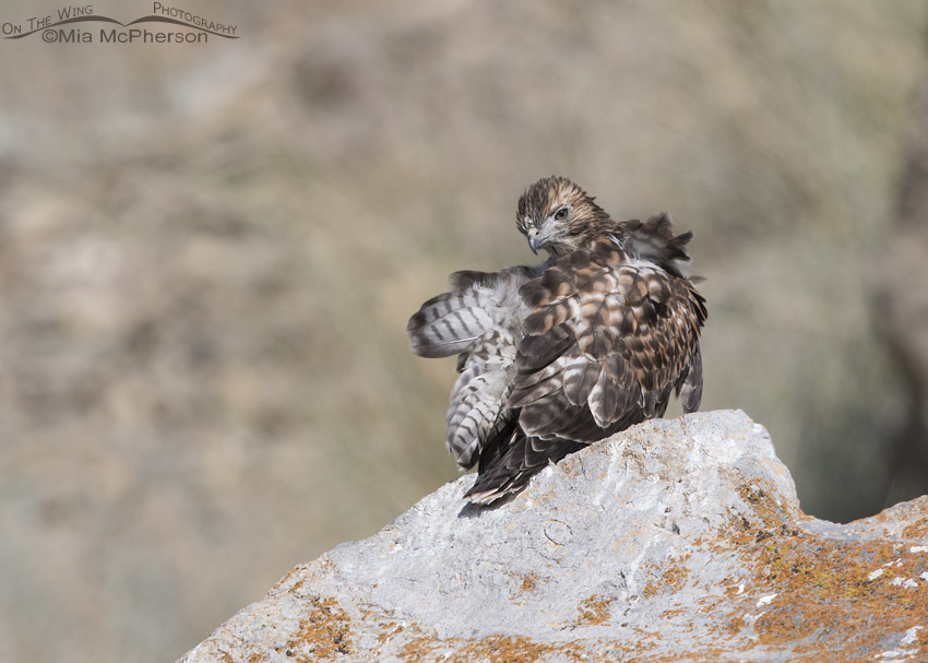 Fledgling Red-tailed Hawk preening on a lichen encrusted rock