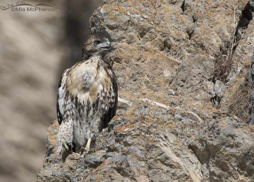 Fledgling Red-tailed Hawk resting on a cliff