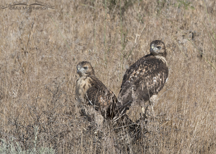 Fledgling Red-tailed Hawk siblings on the ground