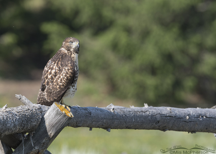 Juvenile Red-tailed Hawk on a gnarly fence