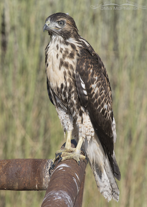 Juvenile Red-tailed Hawk on rusty metal pipes