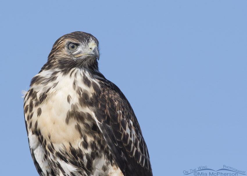 Portrait of a juvenile Red-tailed Hawk in northern Utah