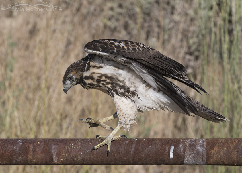 Juvenile Red-tailed Hawk walking on a rusty fence rail