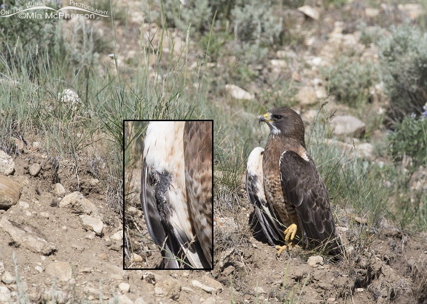 Swainson's Hawk with feather damage to the underwing coverts