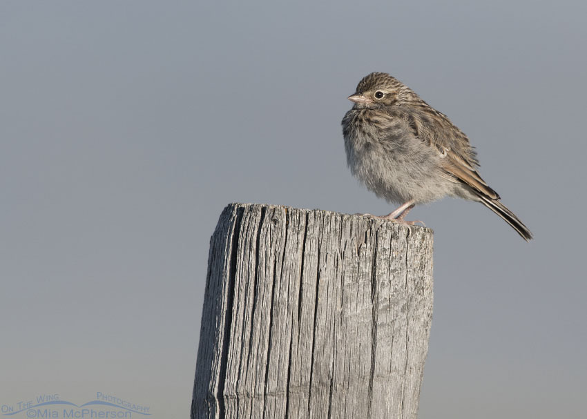 Perched juvenile Vesper Sparrow, Centennial Valley, Beaverhead County, Montana