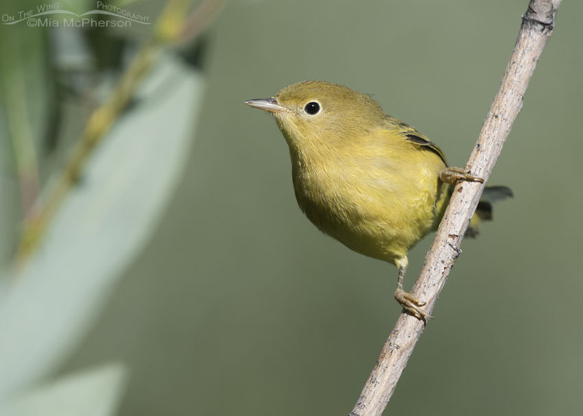 Perched female Yellow Warbler