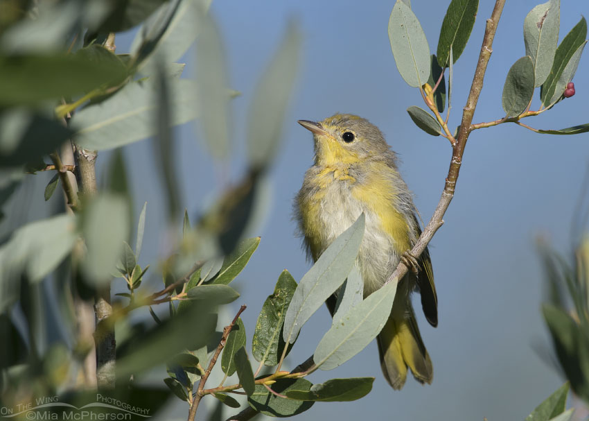 Juvenile Yellow Warbler perched in a tree