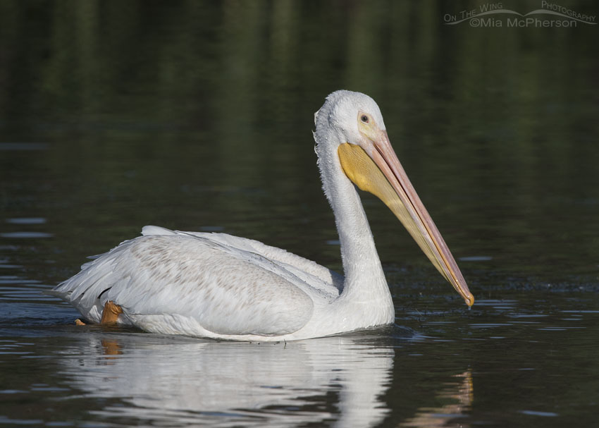 American White Pelican swimming past on an August day