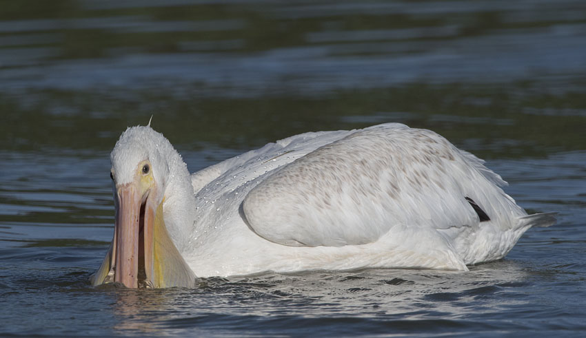 American White Pelican scooping up food from the water