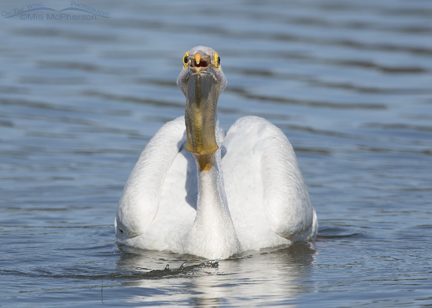 Head on American White Pelican photo