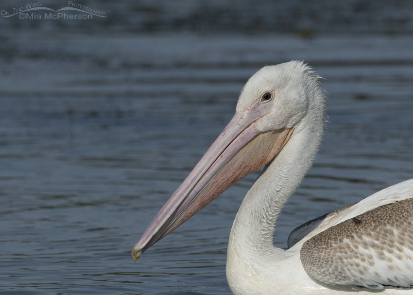 Juvenile American White Pelican close up with a horse fly