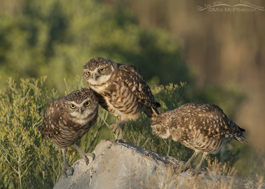 Juvenile Burrowing Owls interacting
