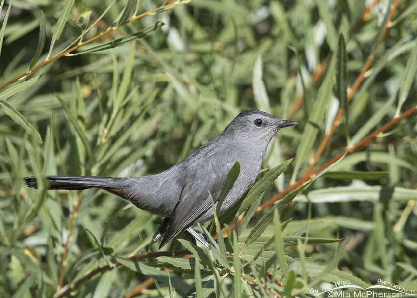 Gray Catbird in a willow thicket