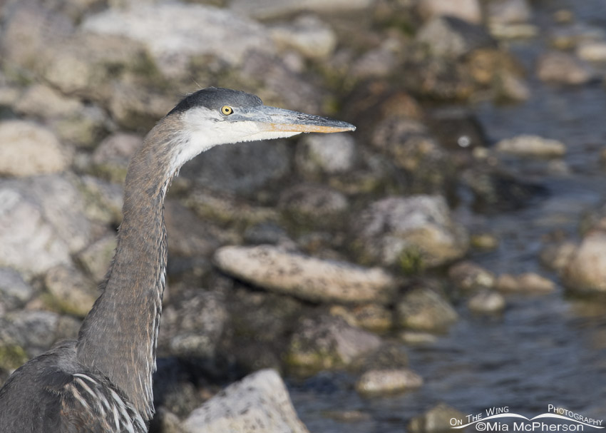 Immature Great Blue Heron on the shore of the Great Salt Lake