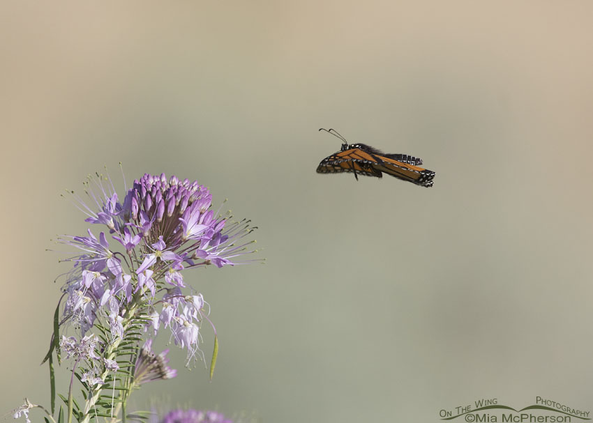 Monarch Butterfly flying towards a Rocky Mountain Bee Plant