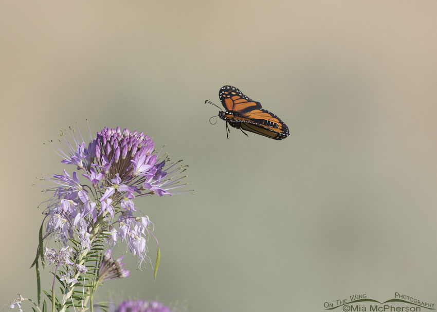 Monarch Butterfly in flight