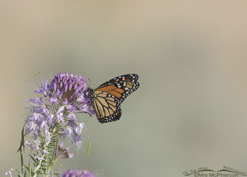 Monarch Butterfly after landing on a Rocky Mountain Bee Plant