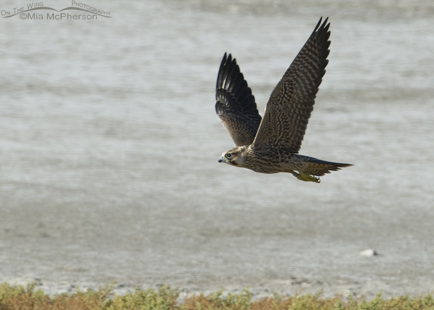 Juvenile Peregrine Falcon chasing after Burrowing Owl juveniles