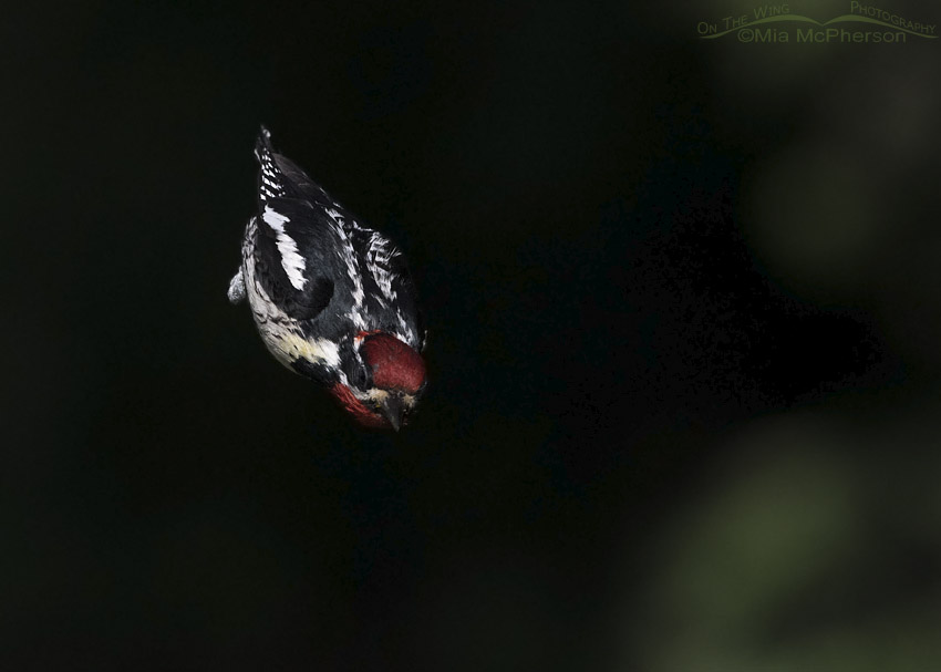 Red-naped Sapsucker flying away from its nesting cavity