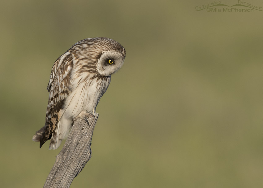 Short-eared Owl male on a old juniper fence post