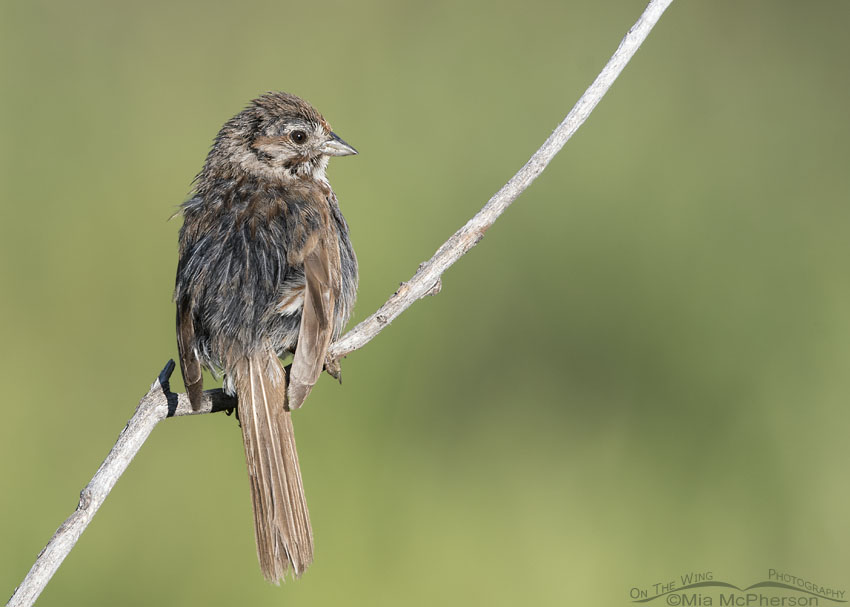 Messy looking immature Song Sparrow, Wasatch Mountains, Summit County, Utah