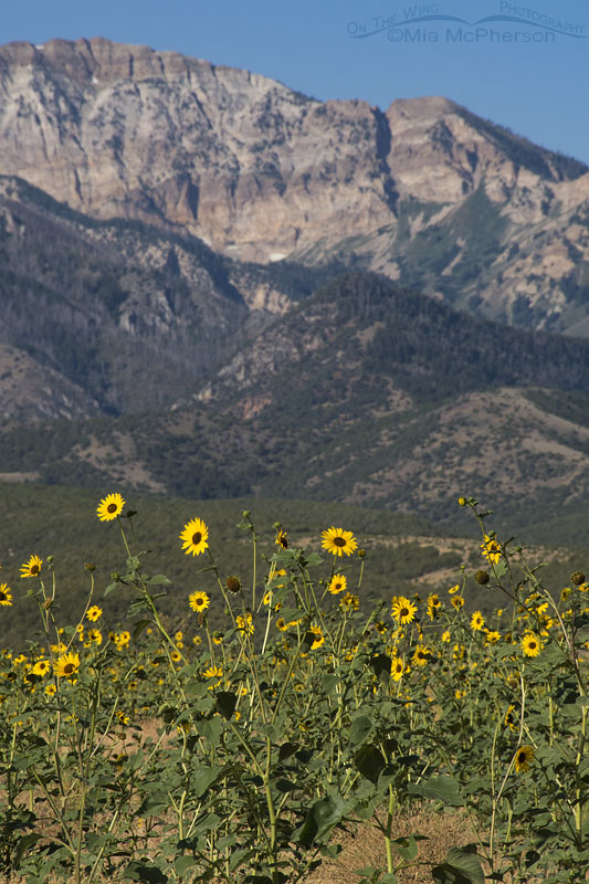 Mountains, Canyons and Sunflowers