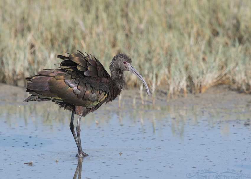 White-faced Ibis settling its feathers