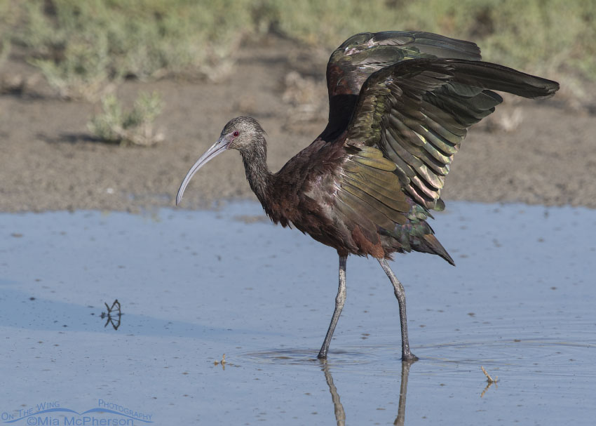 White-faced Ibis wing lift
