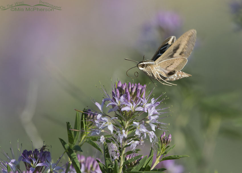 White-lined Sphinx Moth hovering over flowers