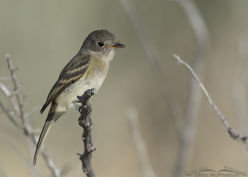 Willow Flycatcher perched on a twig