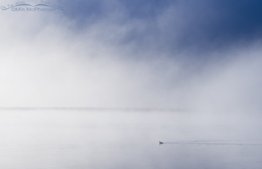 Solitary Coot in the morning mist of the Lower Lake